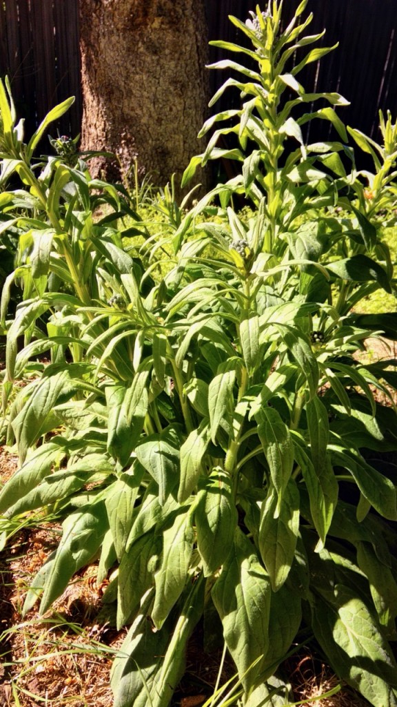 Weeds-Houndstongue