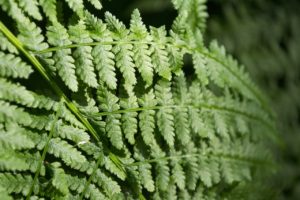Fractal fern leaves