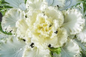 Ornamental cabbage leaves