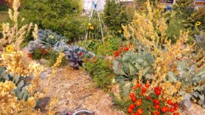 Autumn in the food forest at Stone's Throw Microfarm
