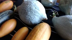 Winter squash harvest