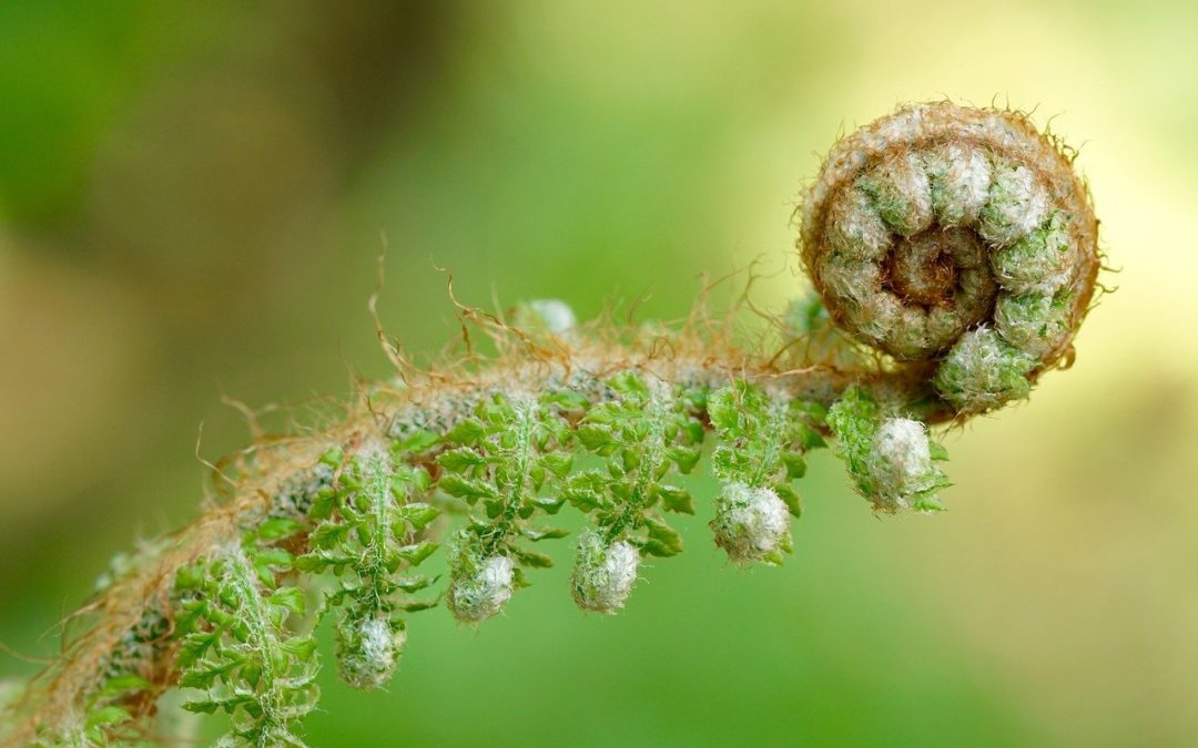 Fabulous Fractals: Building your book’s sense of unity through repeated patterns