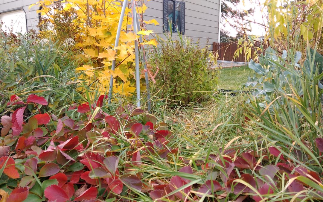 A Complex Relationship with Thanksgiving